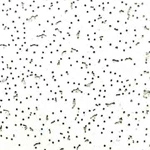 Купить Плита потолочная Matrix (МАТРИКС) 600х600х8 оптом в Москве от производителя