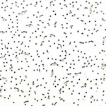 Купить Плита потолочная Matrix (МАТРИКС) 600х600х8 оптом в Москве от производителя